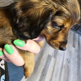 Junior - Dapple male Dachshund puppy in Strong, Arkansas from Dachshunds R Us