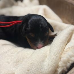 Girl 2 - Tri-color female Bernedoodle puppy in Bellevue, Iowa from Blended Acres & Kennels