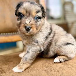 Lennox - Blue merle male Australian Shepherd puppy in Statesville, North Carolina from Charming Australian Shepherds