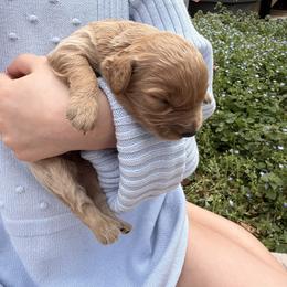Cotton - Apricot male Cavapoo puppy in Midland, North Carolina from Rocky River Cavapoos