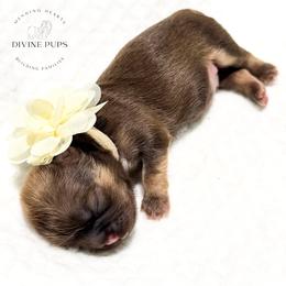 Fuji - Sable female Shih Tzu puppy in League City, Texas from Divine Pups