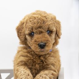 Assorted Doodle Crosses, Bernedoodle, Double Doodle, Goldendoodle, Labradoodle, and Whoodle Puppies from Our Little Farm Life Doodles