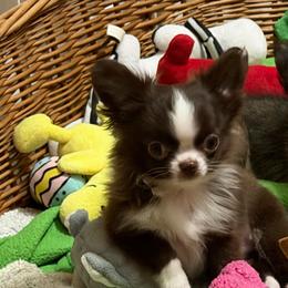 Boy 1 - Chocolate and white male Chihuahua puppy in Williamsburg, Virginia from PAWSitive Cheeky Chihuahuas