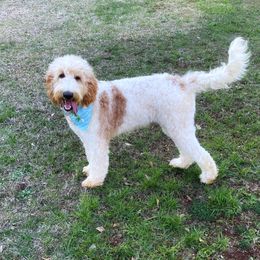 Moxley - Goldendoodle puppy in Chesnee, South Carolina from Pampered Paws Unlimited