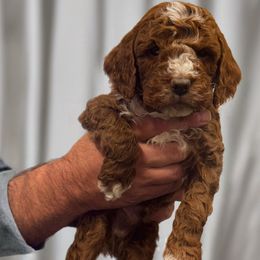 Black collar male - Red  male Poodle puppy in Henefer, Utah from Mountain Valley Poodles