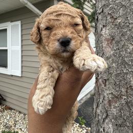 Scooby - Red  male Poodle puppy in Matteson, Illinois from Chitownpupz