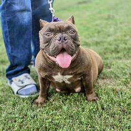 Cocoa - American Bully
