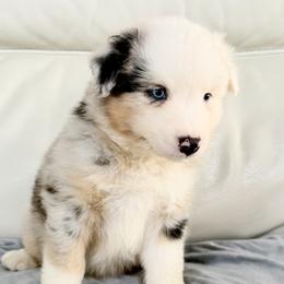 Asher - Blue merle male Australian Shepherd puppy in Ohio from Fetchington Run Australian Shepherds