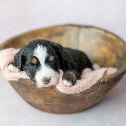 Girl 1 - Tri-color female Bernedoodle puppy in Lititz, Pennsylvania from Sleepy Hollow Acres