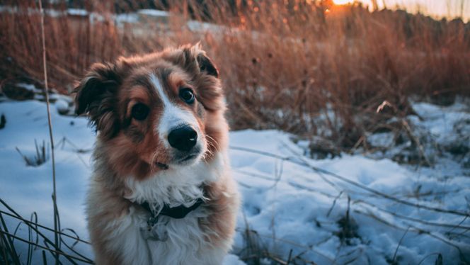 English Shepherd