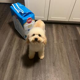 Romeo - Poodle