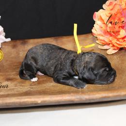 Whiskey Sour - Black and tan male Cockapoo puppy in Mancelona, Michigan from Lavender poodles & doodles