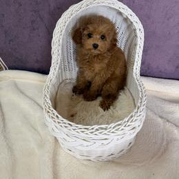 Lola(AKC) - Red  female Poodle puppy in Moreno Valley, California from Yanni's Poodle