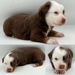 Red tri male 1 - Red tri male Miniature Australian Shepherd puppy in Brooker, Florida from Honey, I Shrunk the Aussies
