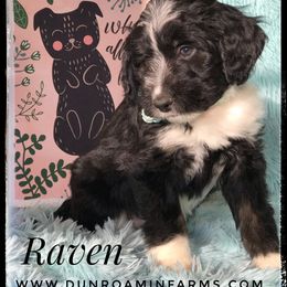 Aussiedoodle and Australian Shepherd Puppies from Dunroamin Farms Australian Shepherds and Aussiedoodles