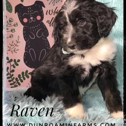 Aussiedoodle and Australian Shepherd Puppies from Dunroamin Farms Australian Shepherds and Aussiedoodles
