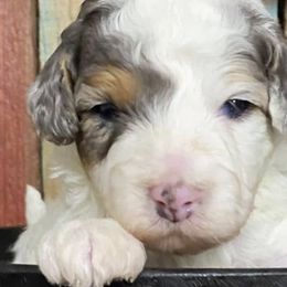 Australian Shepherds and Bernedoodles from Aunt-T’s Australian Shepherds