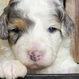 Australian Shepherds and Bernedoodles from Aunt-T’s Australian Shepherds