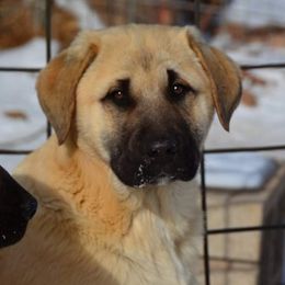 Ernest - Anatolian Shepherd Dog