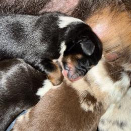 Cosmo (cosmopolitan) - Black tri-color male Australian Shepherd puppy in Fredericksburg, Virginia from Cooper Ridge Aussies