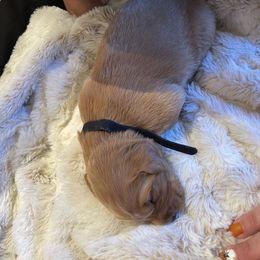 Golden Retriever Puppies from Tradershire Goldens