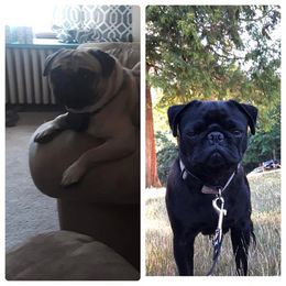 Pugs from NW Pugs
