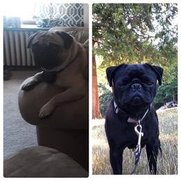 Pugs from NW Pugs