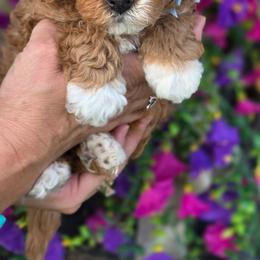 Cavapoo puppies from Sugarland's Texas Goldendoodles