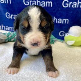 Green Collar - Black rust and white male Bernese Mountain Dog puppy in Comer, Georgia from Water Oak Farm