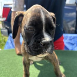 Green - Brindle male Boxer puppy in Newark, Ohio from S & B Boxers