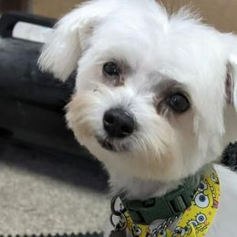 Maltese, Morkies, and Yorkshire Terriers from Maria's Morkies & More