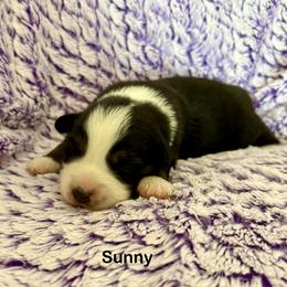 Sunny - Black tri-color female Australian Shepherd puppy in Blomkest, Minnesota from Meljestic Farms
