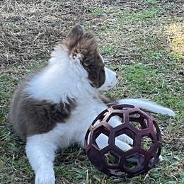 Border Collie Puppies from Ferguson Border Collies