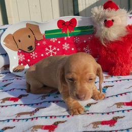 Puppy 1 - Cream male Dachshund puppy in Riverside, California from Saddle Up Dachshunds
