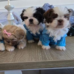 Shih Tzu Puppies from Sweet Shih Tzus!