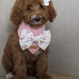 Martha May - Red  female Goldendoodle puppy in Warsaw, Ohio from Lovabledoodles