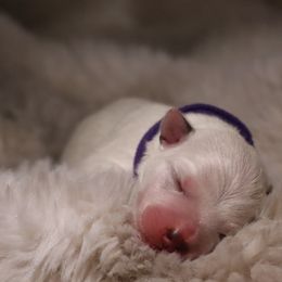 Dolly - Red speckled female Australian Cattle Dog puppy in Tucson, Arizona from Soqui Ortiz Cattle Ranch