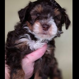 Zachary - Tri-color male Bernedoodle puppy in Decatur, Tennessee from Diamond's Doodles