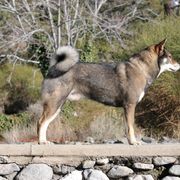 Shikoku All Grown Up from Waypost Shikoku