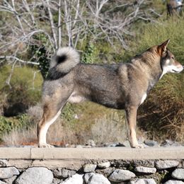 Shikoku All Grown Up from Waypost Shikoku