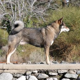 Shikoku All Grown Up from Waypost Shikoku