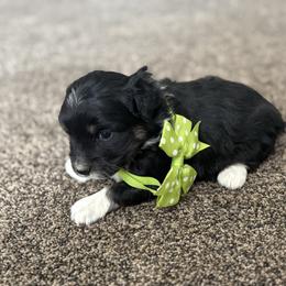 Boy 2 - Black tri-color male Aussiedoodle puppy in Junction, Utah from Sugar Doodles