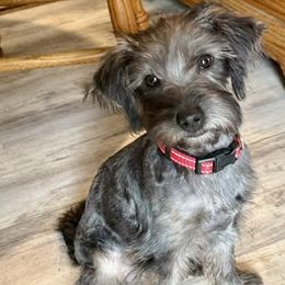 Yorkipoo puppies from Linda Sherman