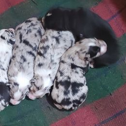 Australian Shepherd Puppies from Winsome Aussies