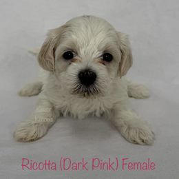 Ricotta - Cream female Shichon puppy in De Pere, Wisconsin from Kinzor Kennels