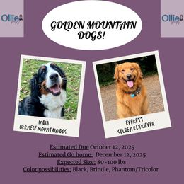 Golden Mountain Dog puppies from OlliePups, LLC