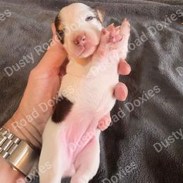 Amelia - Piebald female Dachshund puppy in Blanchard, Oklahoma from Dusty Road Doxies