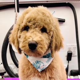 Canyon - Yellow and white male Bernedoodle puppy in Yarnell, Arizona from Boulder Mountain Doodles