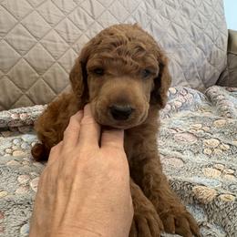 Yellow collar boy - Red  male Poodle puppy in Riverside, California from Riverside red poodles