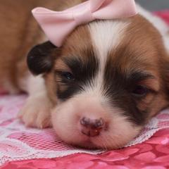 Charm - Red female Pembroke Welsh Corgi puppy in San Antonio, Texas from Moxxi's Legacy Corgis